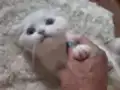 Mutlu, sağlıklı, oyuncu kartopları