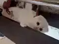 Mutlu, sağlıklı, oyuncu kartopları