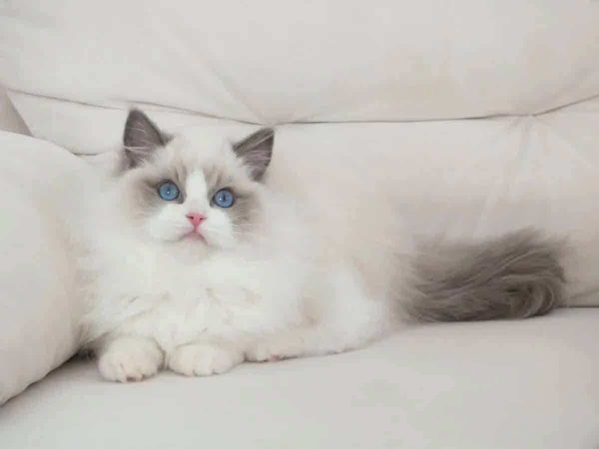 Full şecereli ragdoll yavruları 
