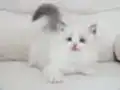 Full şecereli ragdoll yavruları 