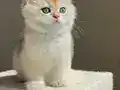 Yarışma Standartlarında Golden Erkek
