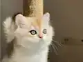 Yarışma Standartlarında Golden Erkek