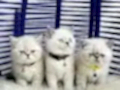 Exotic Shorthair Dişi Erkek Yavrular