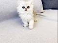 Chinchilla Safkan Silver Prens