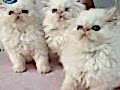 IRK VE SAĞLIK GARANTİLİ RESMİ İŞLETMEDEN İRAN KEDİLERİ