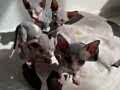 SIFIR TÜY SFENKS KEDİLERİ