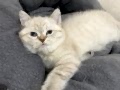 Bal gibi tatlılıkta kısa tüylü yavrularım