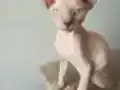 sfenks... Yetişen alıyor