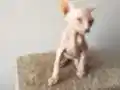 sfenks... Yetişen alıyor
