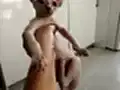 sfenks... Yetişen alıyor