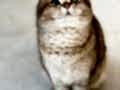 NY11 WCF Baba British Shorthair İle Lilac Point British Longhair