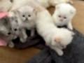 NY11 WCF Baba British Shorthair İle Lilac Point British Longhair