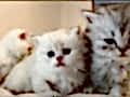 NY11 WCF Baba British Shorthair İle Lilac Point British Longhair
