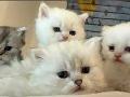 NY11 WCF Baba British Shorthair İle Lilac Point British Longhair
