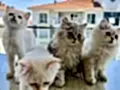NY11 WCF Baba British Shorthair İle Lilac Point British Longhair