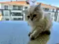 NY11 WCF Baba British Shorthair İle Lilac Point British Longhair