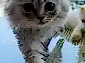 NY11 WCF Baba British Shorthair İle Lilac Point British Longhair
