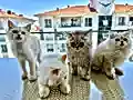 NY11 WCF Baba British Shorthair İle Lilac Point British Longhair