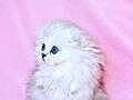 Beyaz Yumak Scottish Fold Shorthair