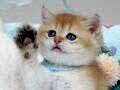 Altın Parıltısı Golden NY11 British Shorthair
