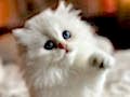 İpek Tüylü NS1133 British Longhair