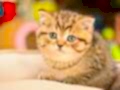 En Kaliteli Black Golden British Shorthair