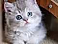 En Güzel Renkte Blue Golden British Shorthair 
