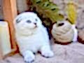 Bembeyaz NS1133 Scottish Fold Shorthair