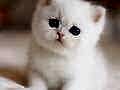 Süt Beyaz Mavi Göz NS1133 British Shorthair 
