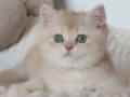 KREM RENGİ BRİTİSH SHORTHAİR KIZIMIZ