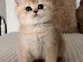 KREM RENGİ BRİTİSH SHORTHAİR KIZIMIZ