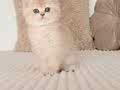 KREM RENGİ BRİTİSH SHORTHAİR KIZIMIZ