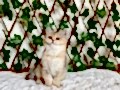 NY25 Dişi British Shorthair Golden 