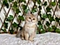 NY25 Dişi British Shorthair Golden 