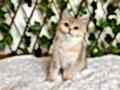 NY25 Dişi British Shorthair Golden 