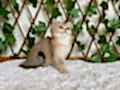 NY25 Dişi British Shorthair Golden 