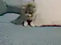 Oyuncu yavrular