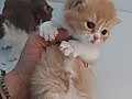 RED VE RED BICOLOR ERKEK BRITISH SHORTHAIR YAVRULAR