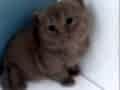 CINNAMON BRITISH SHORTHAIR YAVRULARIMIZ