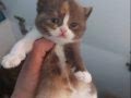 DİŞİ CALICO BRITISH SHORTHAIR YAVRUMUZ
